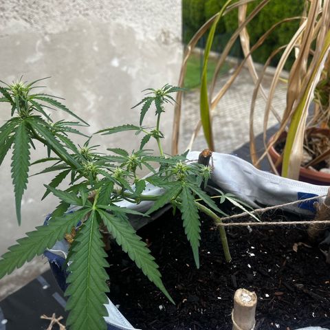 Fernandýna growlog timeline photo