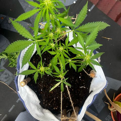 Fernandýna growlog timeline photo