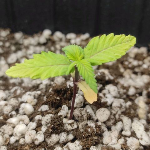 Atena growlog timeline photo