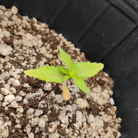 Atena growlog timeline photo