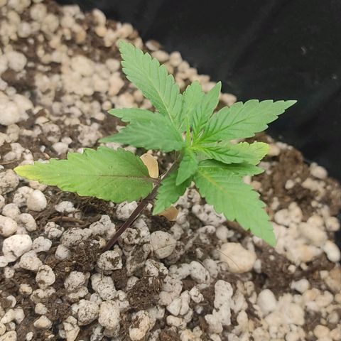 Atena growlog timeline photo