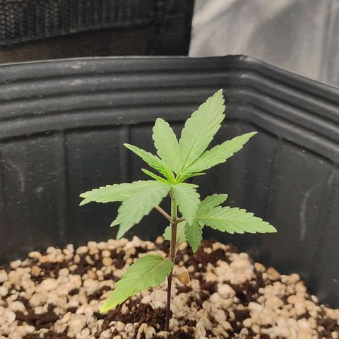 Atena growlog timeline photo