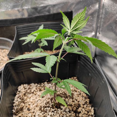 Atena growlog timeline photo
