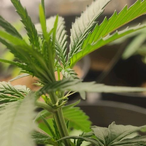Atena growlog photo: It's a girl
