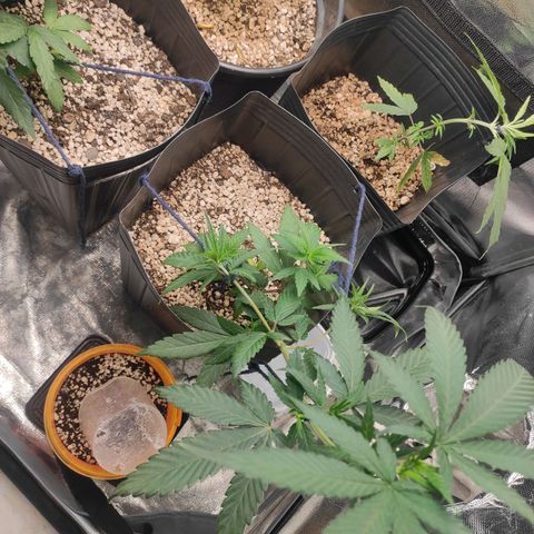 Atena growlog timeline photo