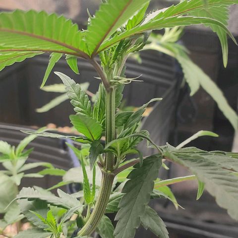 Atena growlog photo: Is a girl 
