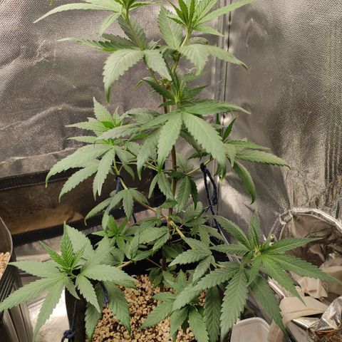 Atena growlog timeline photo