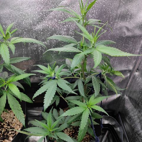 Atena growlog timeline photo