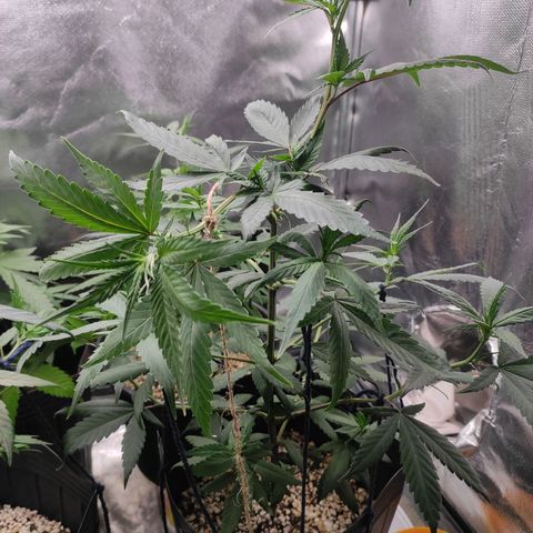 Atena growlog timeline photo