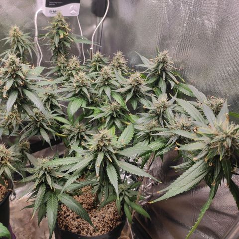 Atena growlog timeline photo