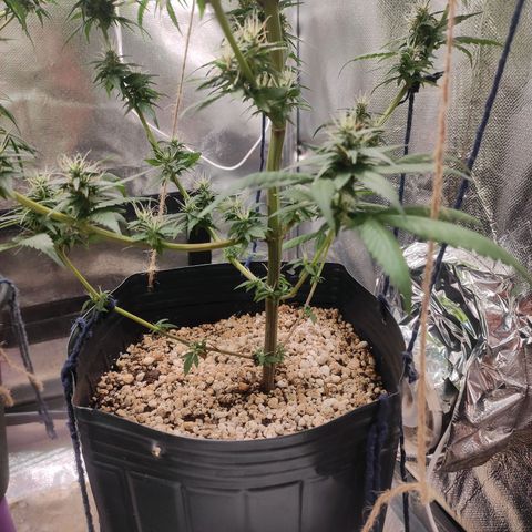 Atena growlog timeline photo