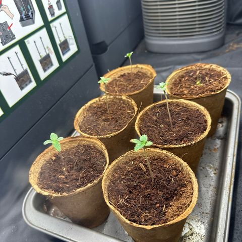 ZKITTLEZ OG AUTO  growlog timeline photo