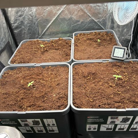 ZKITTLEZ OG AUTO  growlog photo: In die grossen Töpfe gesetzt, da bei einem schon die Wurzel aus dem Cocobecher kam. 