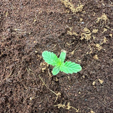 Frozen Black Cherry Auto® growlog timeline photo