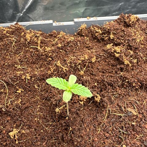 Frozen Black Cherry Auto® growlog timeline photo