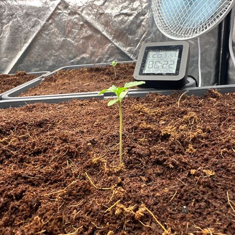 Frozen Black Cherry Auto® growlog timeline photo