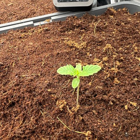 Frozen Black Cherry Auto® growlog timeline photo