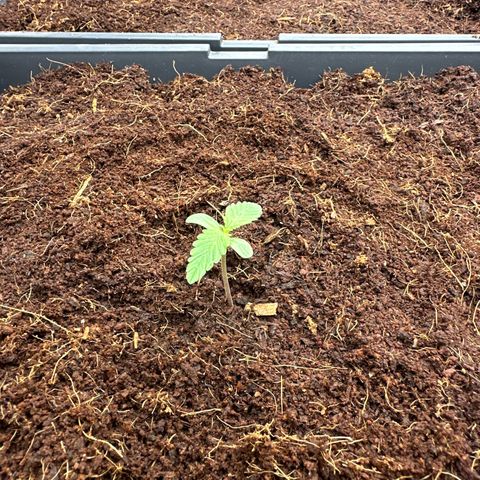 Frozen Black Cherry Auto® growlog timeline photo