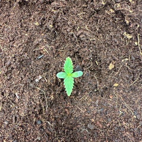 ZKITTLEZ OG AUTO  growlog timeline photo