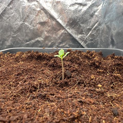 ZKITTLEZ OG AUTO  growlog timeline photo