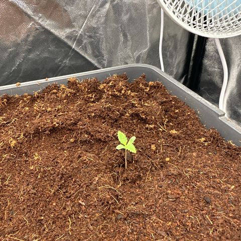 ZKITTLEZ OG AUTO  growlog timeline photo