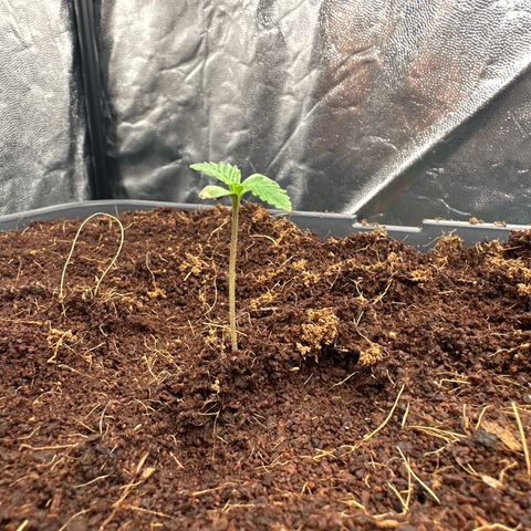 Frozen Black Cherry Auto® growlog timeline photo