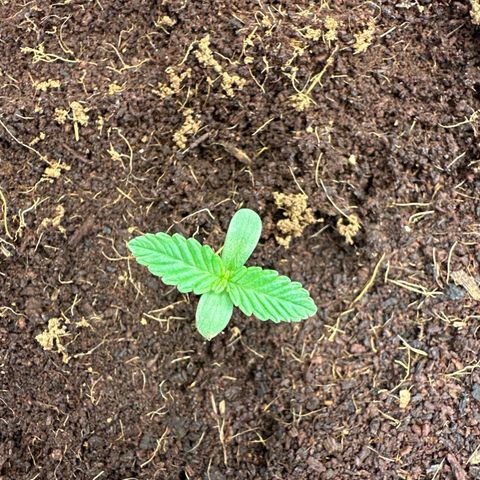 Frozen Black Cherry Auto® growlog timeline photo