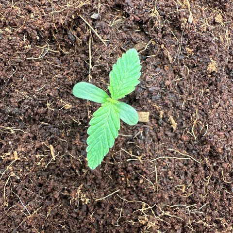 Frozen Black Cherry Auto® growlog timeline photo