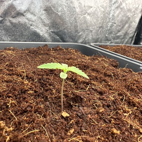 Frozen Black Cherry Auto® growlog timeline photo
