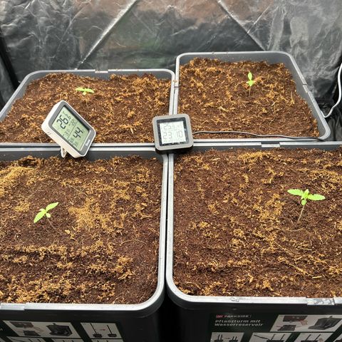 ZKITTLEZ OG AUTO  growlog timeline photo