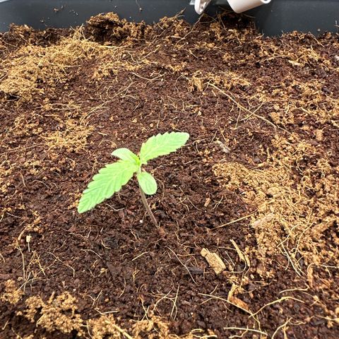Frozen Black Cherry Auto® growlog timeline photo