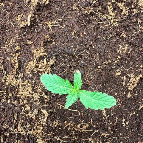 Frozen Black Cherry Auto® growlog timeline photo