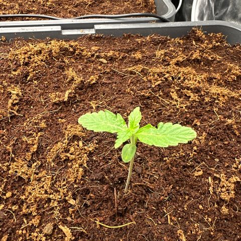 Frozen Black Cherry Auto® growlog timeline photo