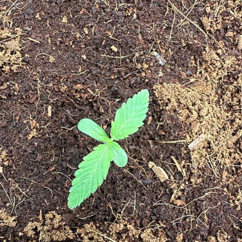Frozen Black Cherry Auto® growlog timeline photo