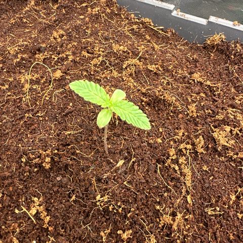 Frozen Black Cherry Auto® growlog timeline photo