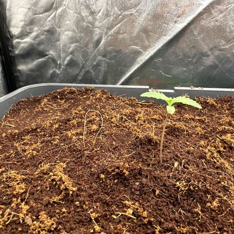 Frozen Black Cherry Auto® growlog timeline photo