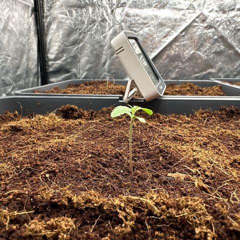 Frozen Black Cherry Auto® growlog timeline photo
