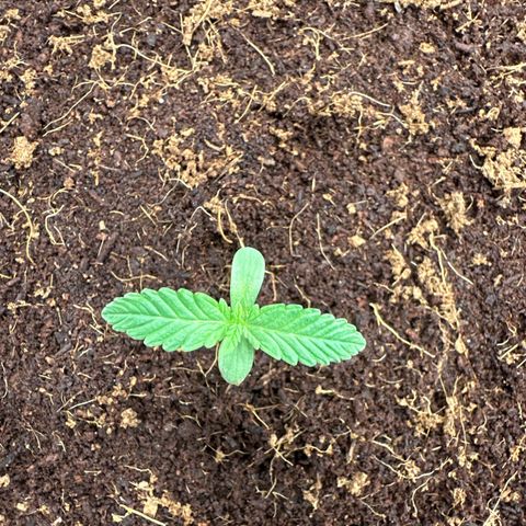 Frozen Black Cherry Auto® growlog timeline photo