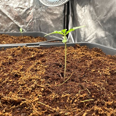 Frozen Black Cherry Auto® growlog timeline photo