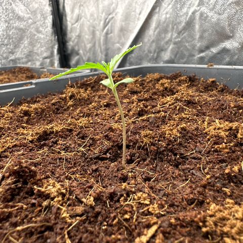 ZKITTLEZ OG AUTO  growlog timeline photo