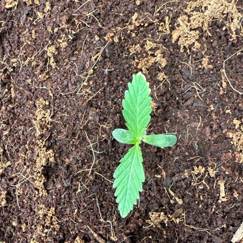 ZKITTLEZ OG AUTO  growlog timeline photo