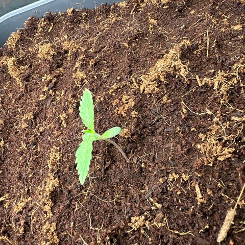 ZKITTLEZ OG AUTO  growlog timeline photo