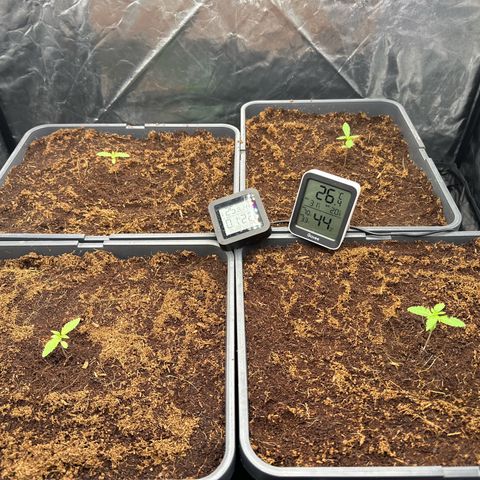 ZKITTLEZ OG AUTO  growlog timeline photo