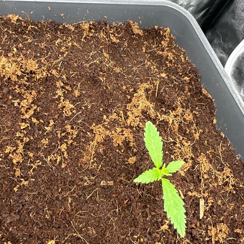 ZKITTLEZ OG AUTO  growlog timeline photo