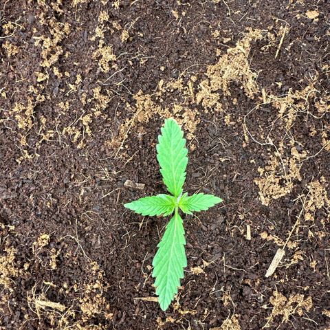 ZKITTLEZ OG AUTO  growlog timeline photo