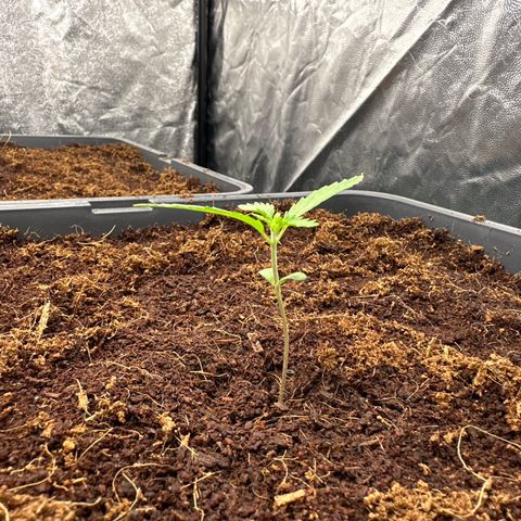ZKITTLEZ OG AUTO  growlog timeline photo
