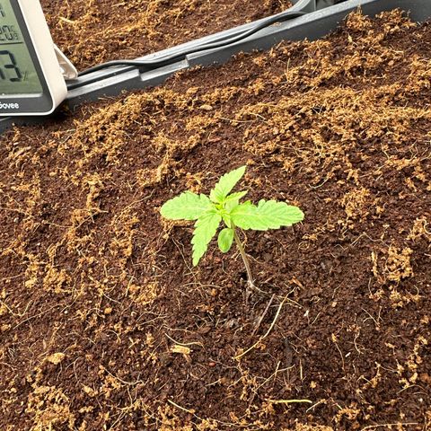 Frozen Black Cherry Auto® growlog timeline photo