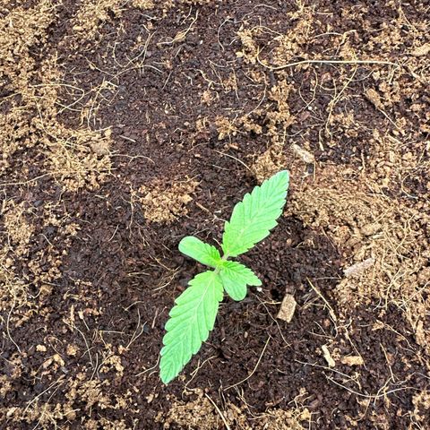 Frozen Black Cherry Auto® growlog timeline photo