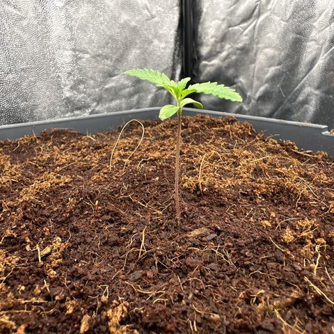 Frozen Black Cherry Auto® growlog timeline photo