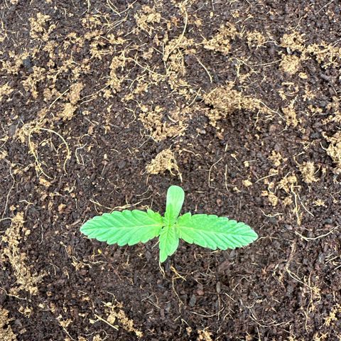 Frozen Black Cherry Auto® growlog timeline photo